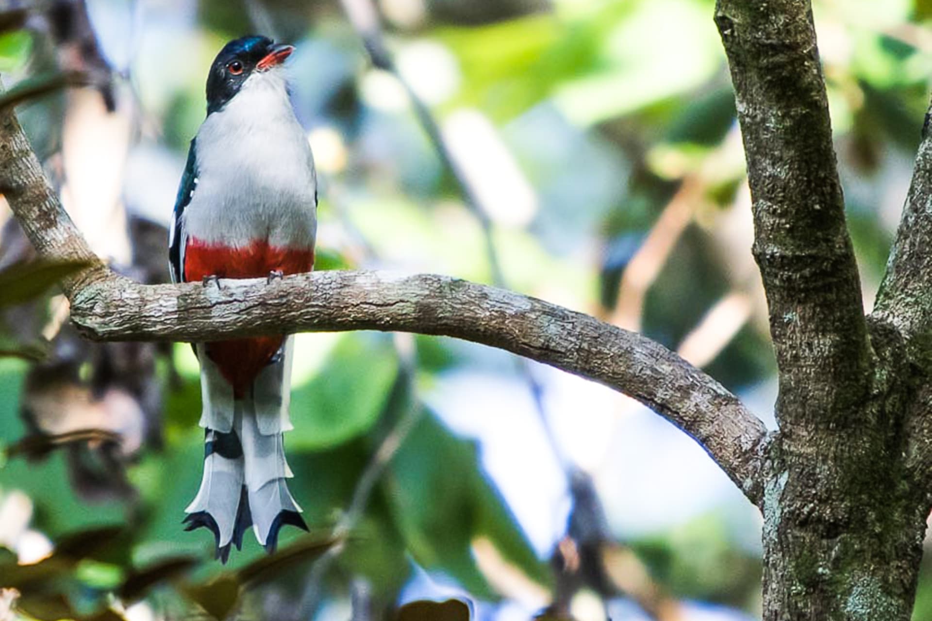 Cuban trogon, the national bird and a Cuba birding target