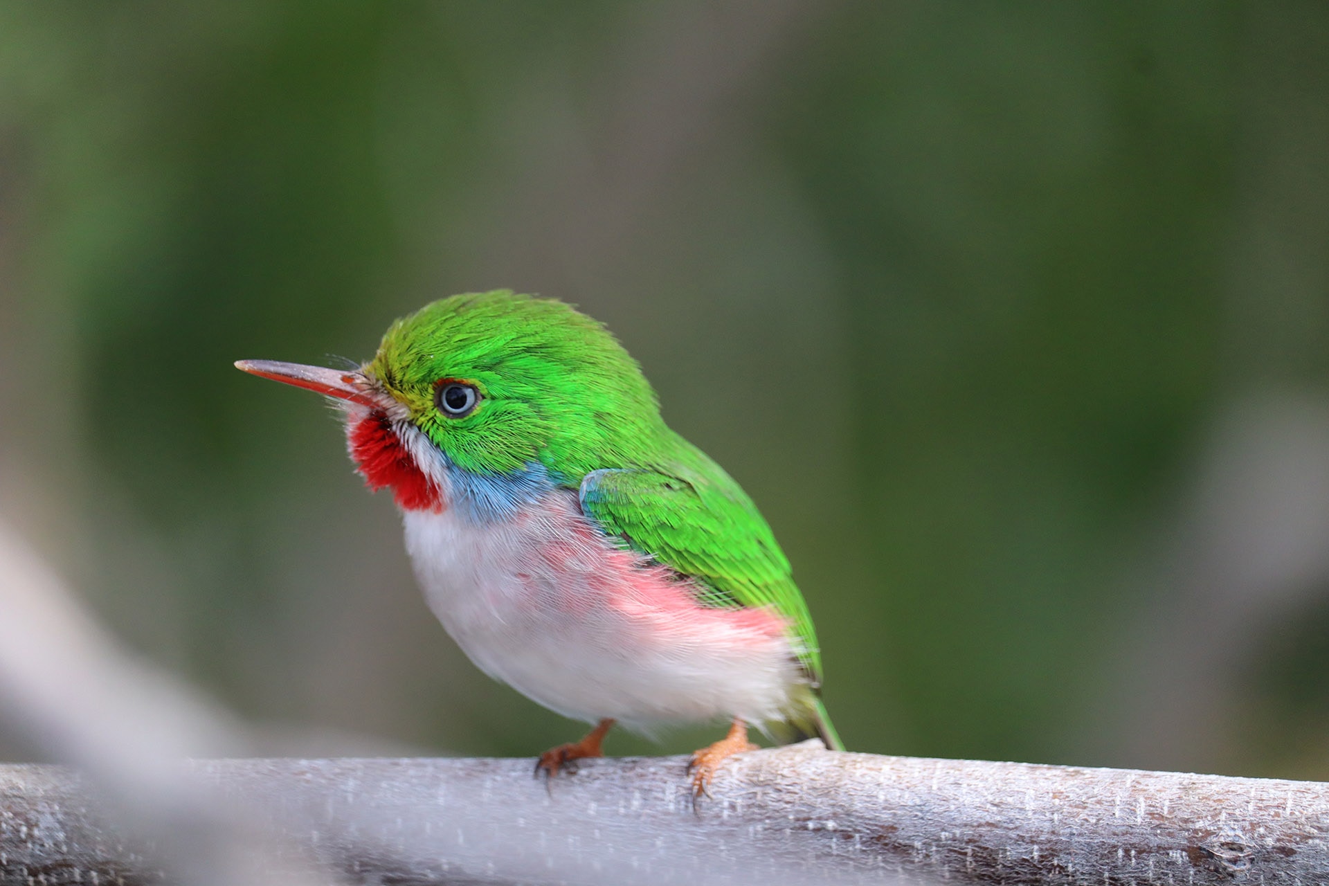 Cuban tody perched on a tropical branch
