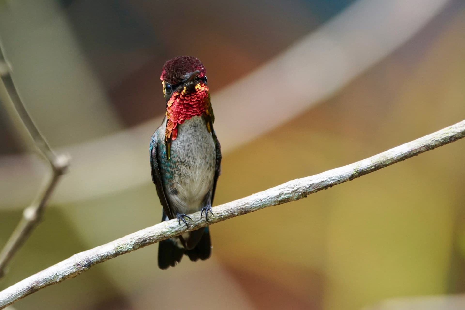 Bee Hummingbird in Zapata, the world’s smallest bird