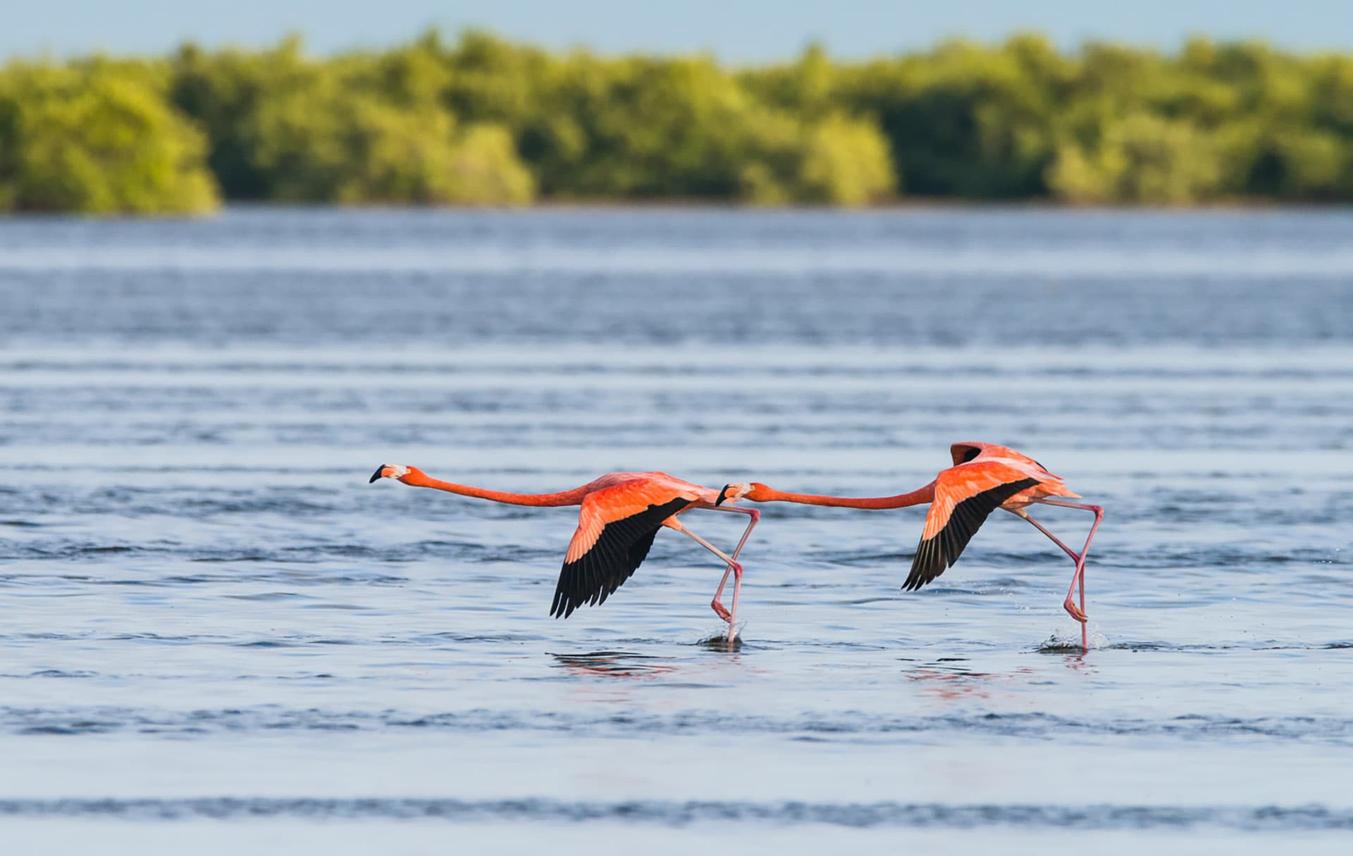 Flamingos on a Cuba birding tour in the wetlands