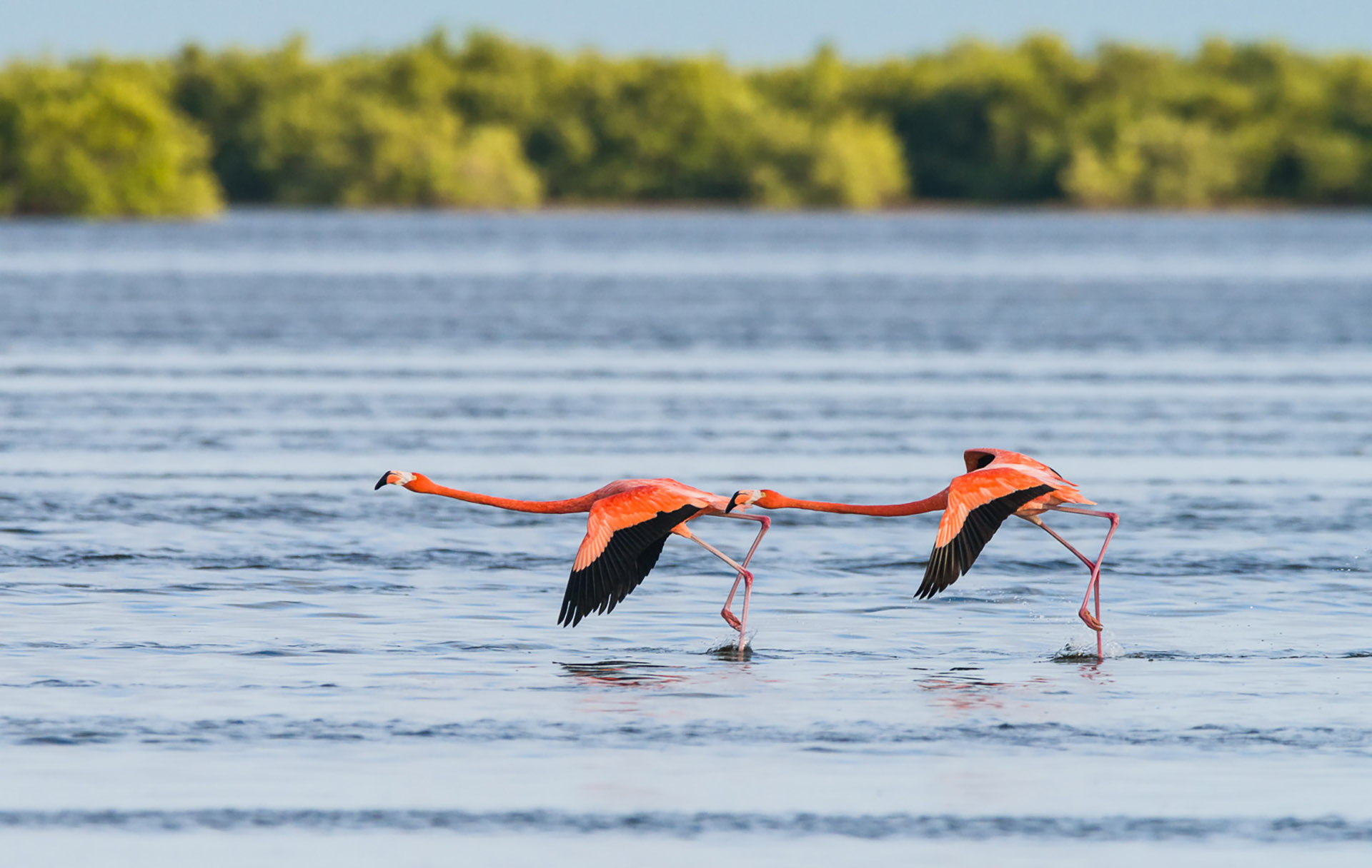 American Flamingos (Phoenicopterus ruber) take off in lock-step. Las Salinas, Cuba.