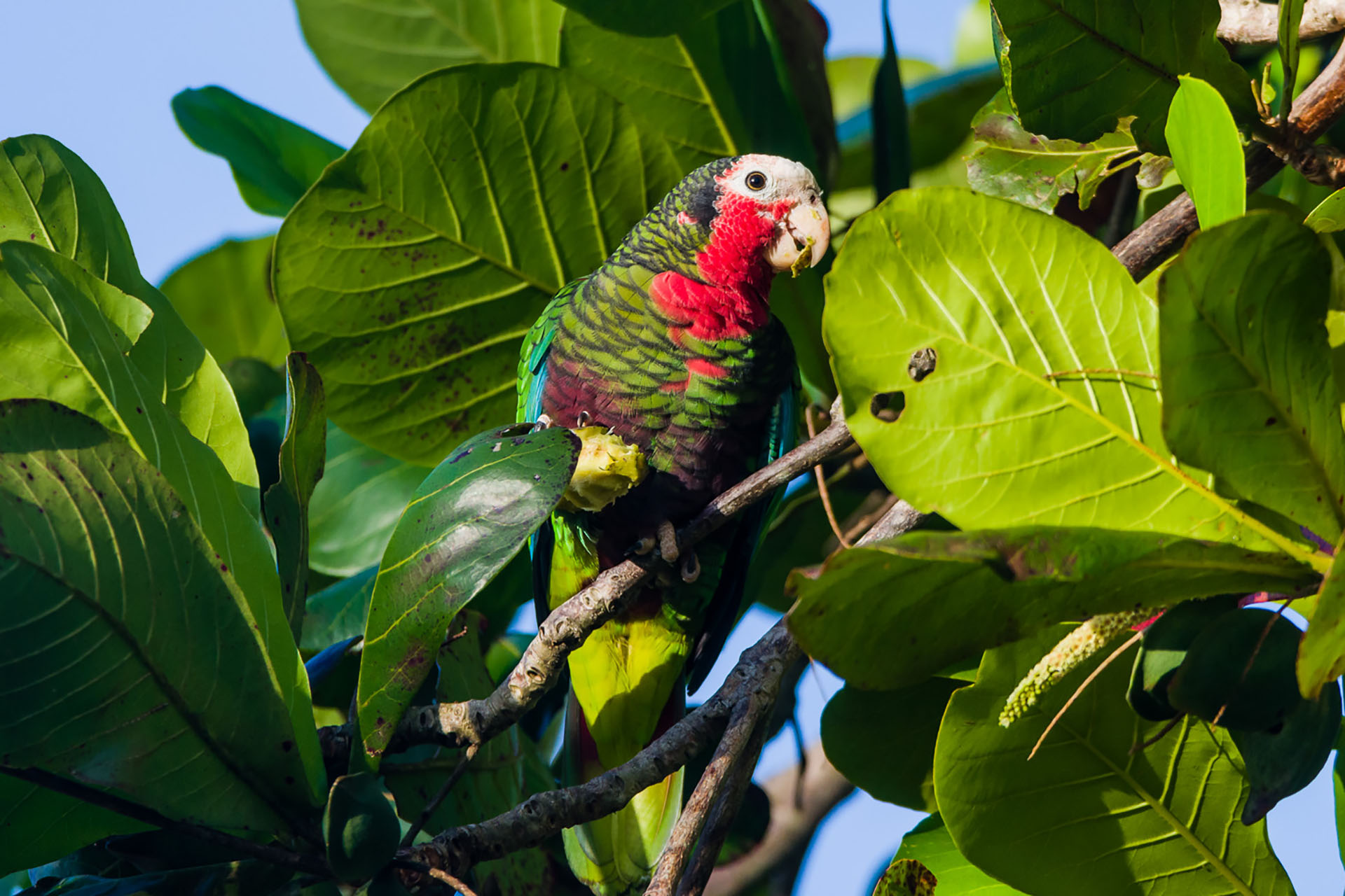 Cuban Parrots (Amazona leucocephala leucocephala) feeding in the early morning. Playa Larga, Cuba.