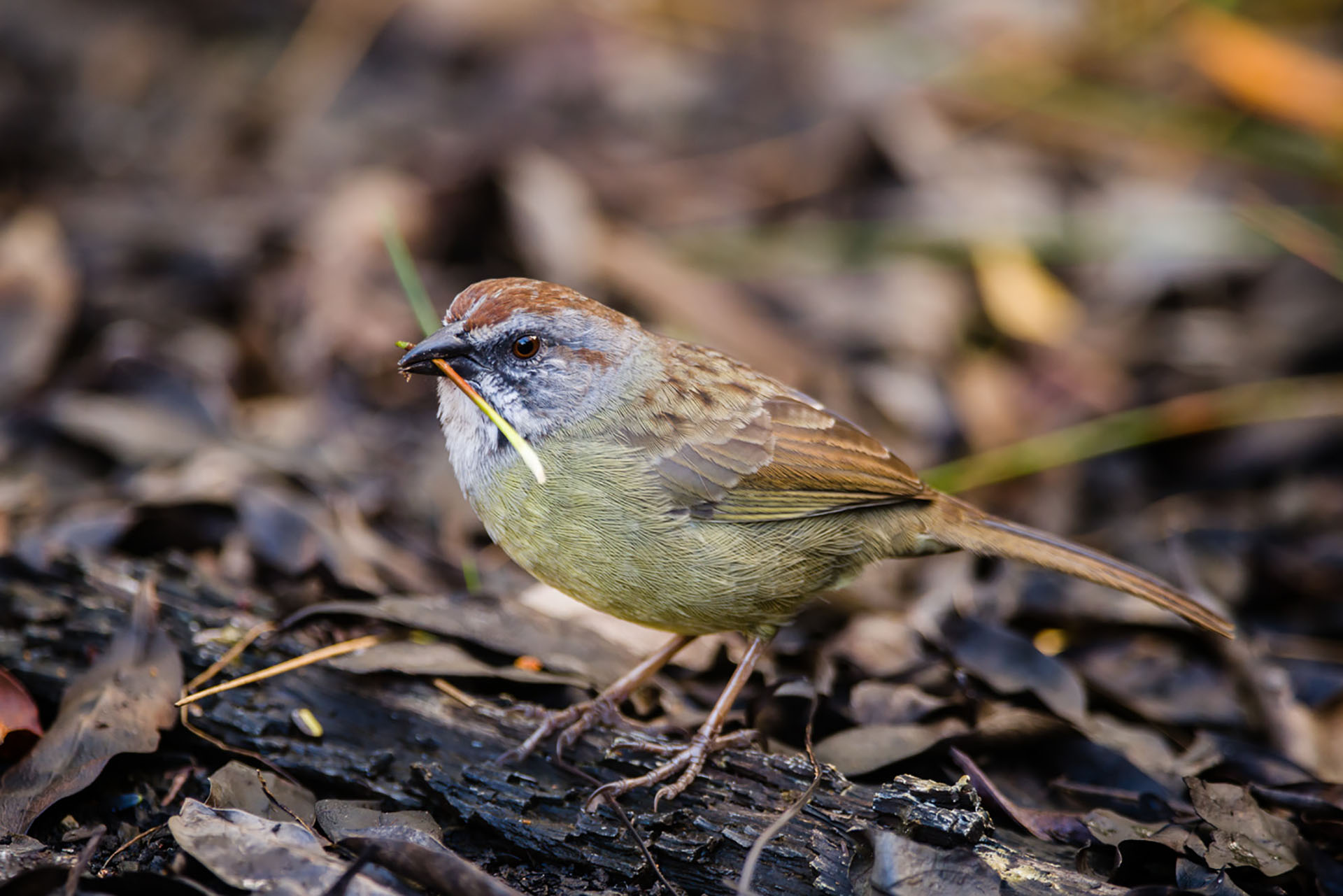 Zapata Sparrow (Torreornis inexpectata inexpectata), Cuba